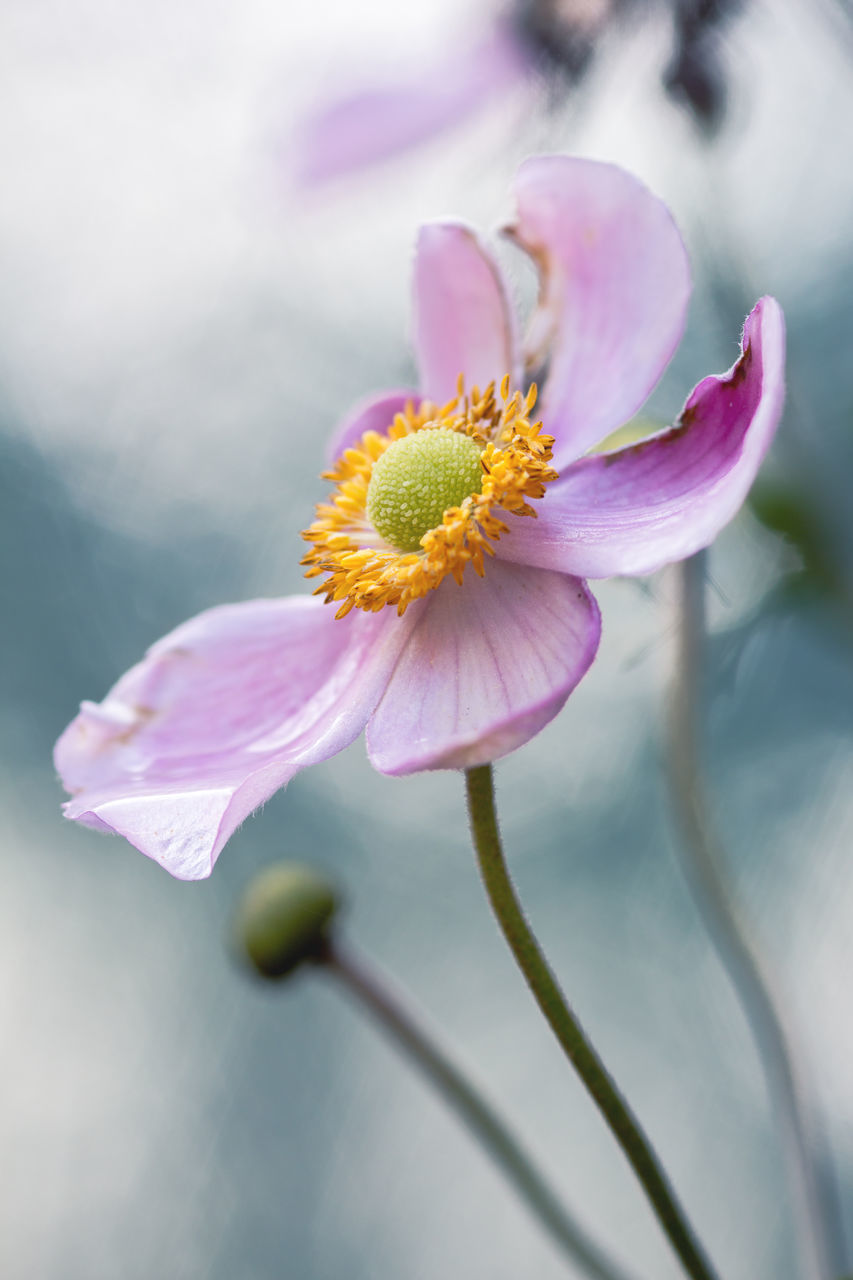 flower, petal, fragility, nature, freshness, beauty in nature, flower head, growth, pollen, close-up, plant, no people, pink color, blooming, outdoors, day, sky