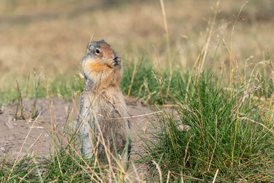 Squirrel in a field