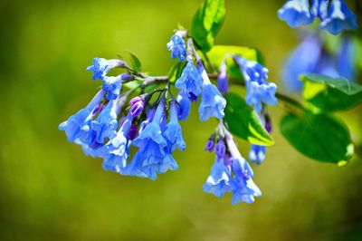 Close-up of blue flowering plant