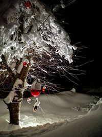 Close-up of icicles hanging from tree