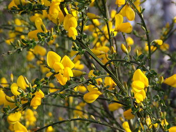 Close-up of yellow flowering plant