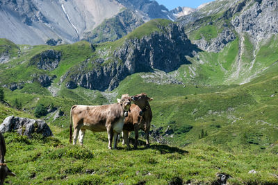 Idyllic view of two cows standing in a field on mountain