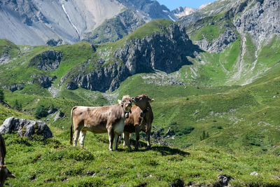 Cows standing in a field