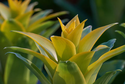 Guzmania lingulata in the vase