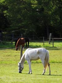 Horse grazing in a field
