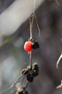 Close-up of red berries growing outdoors