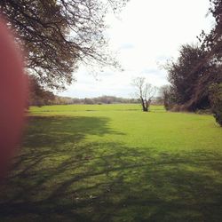 Scenic view of grassy field against sky