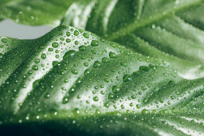 Texture of water drops on a green leaf. macro photo. spathiphyllum leaf. natural background