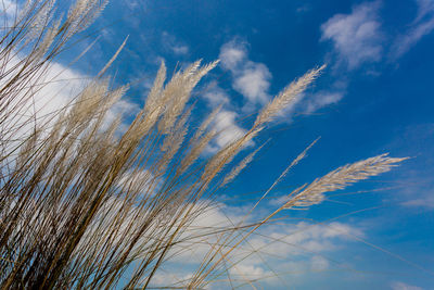 Low angle view of clouds in blue sky
