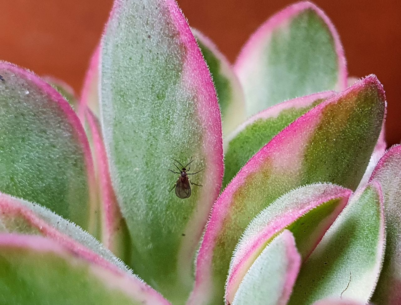 CLOSE-UP OF GREEN INSECT ON PINK FLOWER