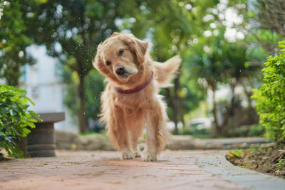 Portrait of golden retriever