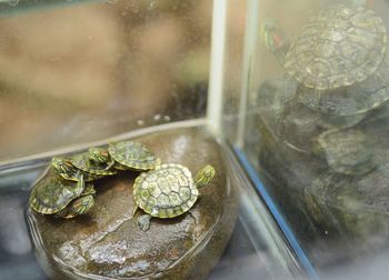 Small turtles in aquarium