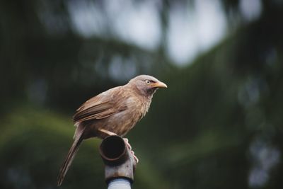 Close-up of bird perching on a tree