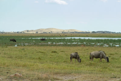 Wildebeest grazing in a marshy field