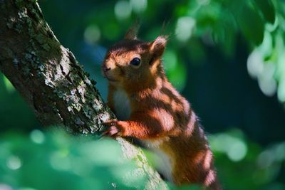 Close-up of squirrel on tree