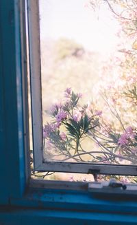 Close-up of flower tree against window