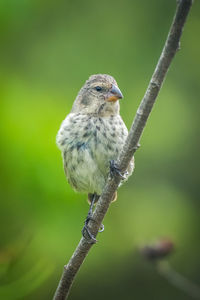 Close-up of bird perching on branch