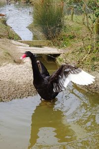 Side view of a bird in lake