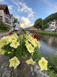 Yellow flowering plant by canal against building