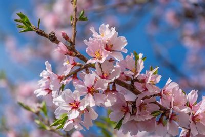 Close-up of pink flowers on tree