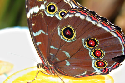 Close-up of butterfly on leaf