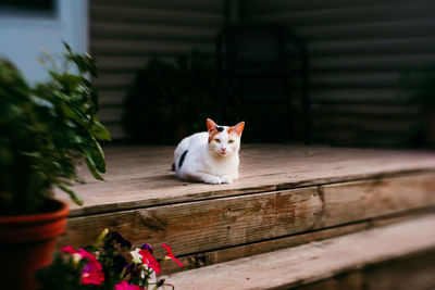 Calico cat laying on a wooden deck