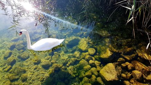 High angle view of swan swimming in lake