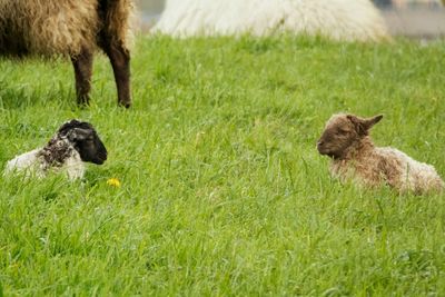 Sheep on grassy field