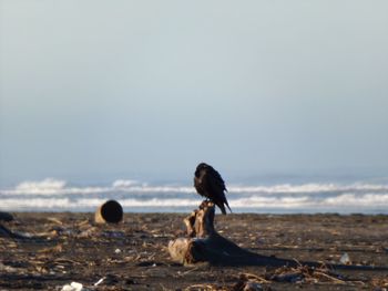 Bird perching on shore against sky