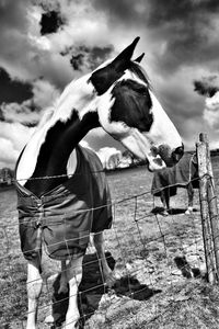 View of a horse on field