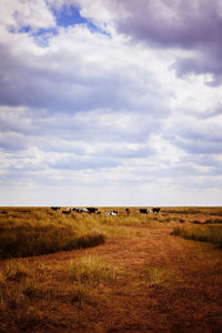 Scenic view of field against sky