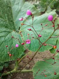 Close-up of pink flowers