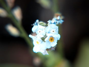 Close-up of white flowers