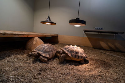 turtle