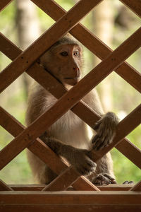 Long-tailed macaques sits staring through wooden trellis