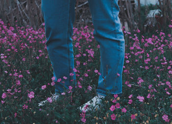 Low section of person standing on pink flowering plants
