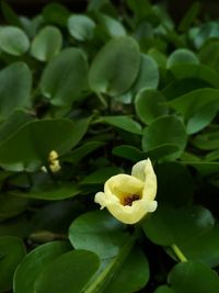 Close-up of yellow flower blooming outdoors