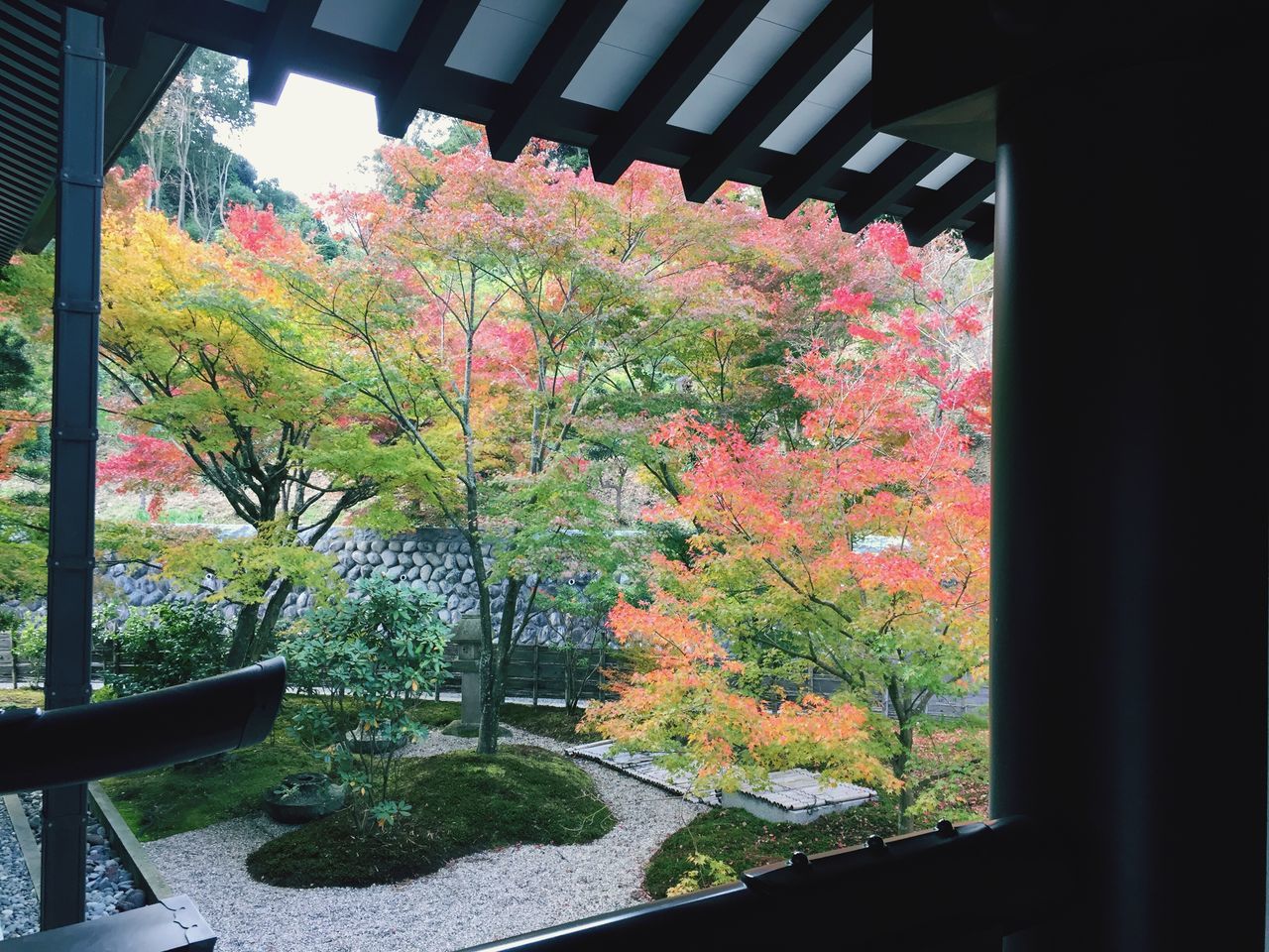 autumn, tree, change, leaf, nature, growth, window, day, no people, beauty in nature, plant, maple leaf, branch, outdoors, maple