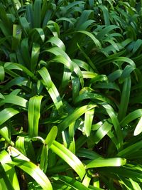 Close-up of fresh green plants