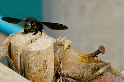 High angle view of carpenter bee on wood