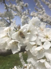 Close-up of white cherry blossom tree