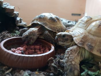 Close-up of a turtle