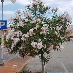 Close-up of cherry blossom on road in city