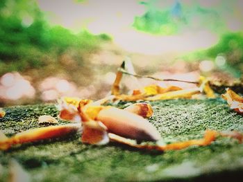 Close-up of crab on plant against sky