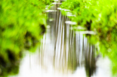 Close-up of fresh green plants in water