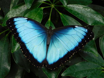 Close-up of butterfly on leaf