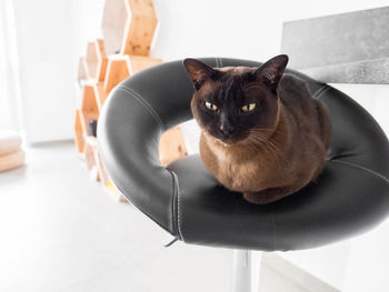 Portrait of black cat sitting on table