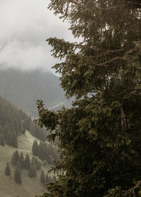 Scenic view of tree mountains against sky
