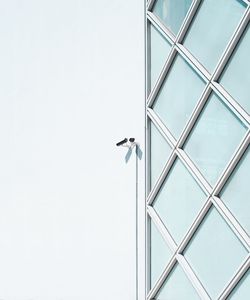 Low angle view of bird flying