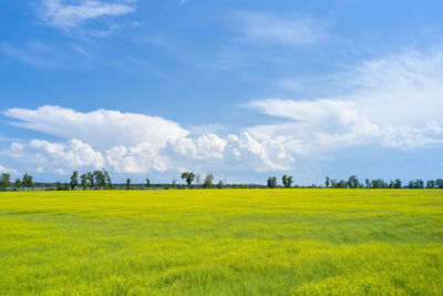 Scenic view of oilseed rape field against sky